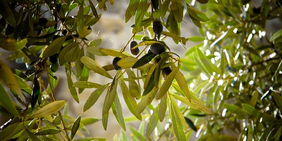 raccolta olive in palestina